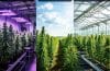 CBD indoor, outdoor, greenhouse : ce qui change vraiment dans votre fleur